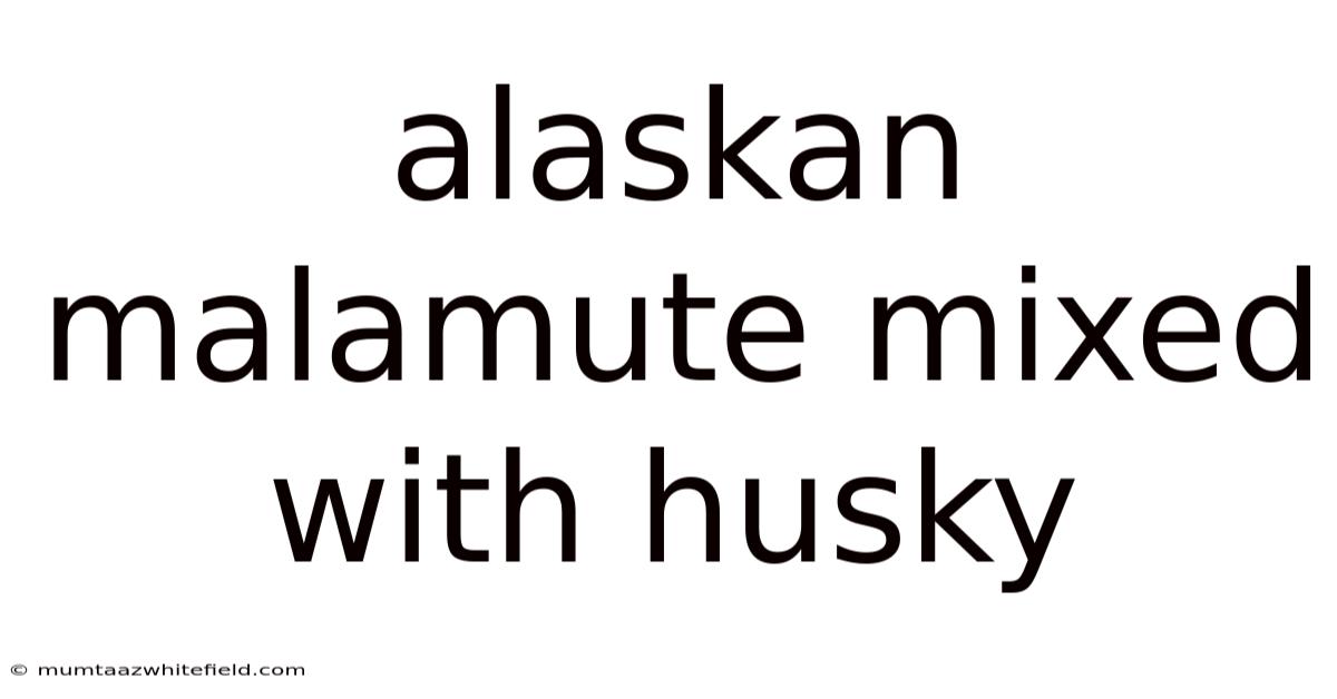 Alaskan Malamute Mixed With Husky