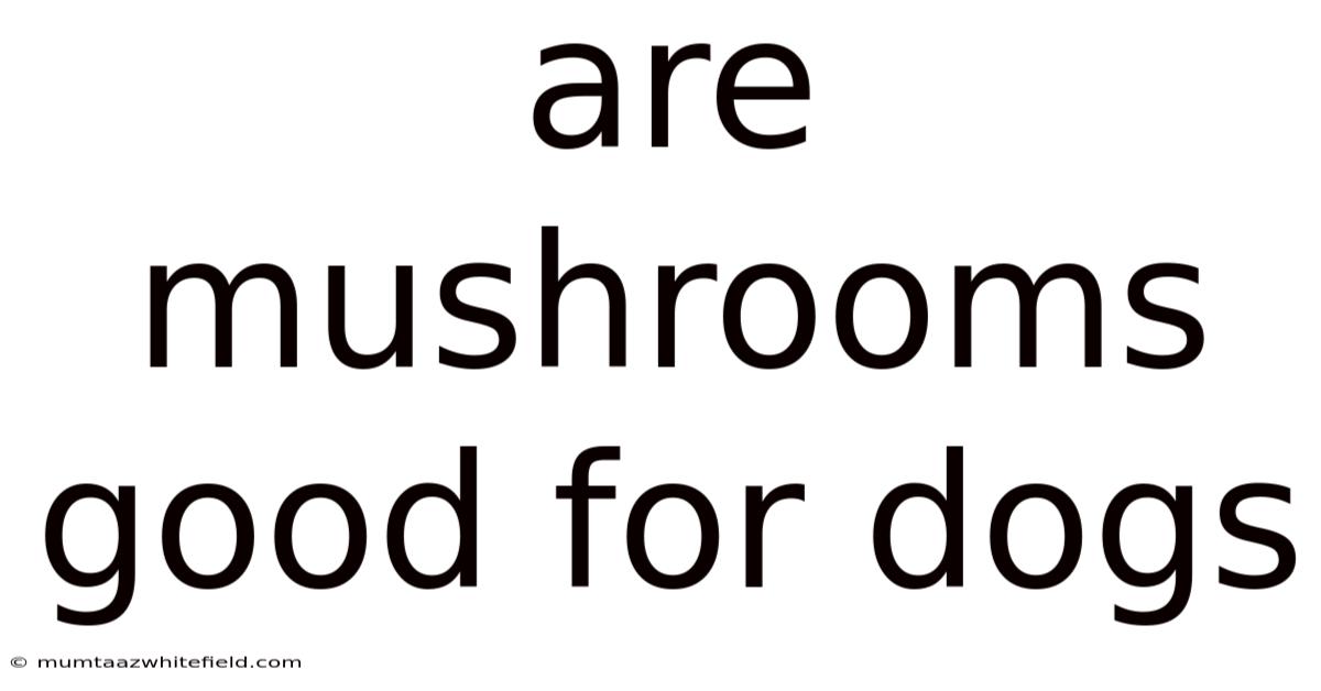 Are Mushrooms Good For Dogs