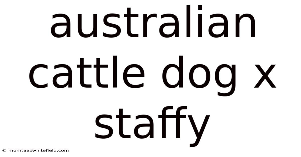 Australian Cattle Dog X Staffy