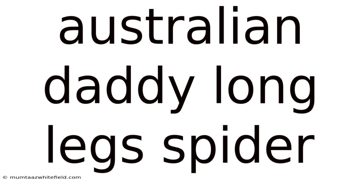 Australian Daddy Long Legs Spider