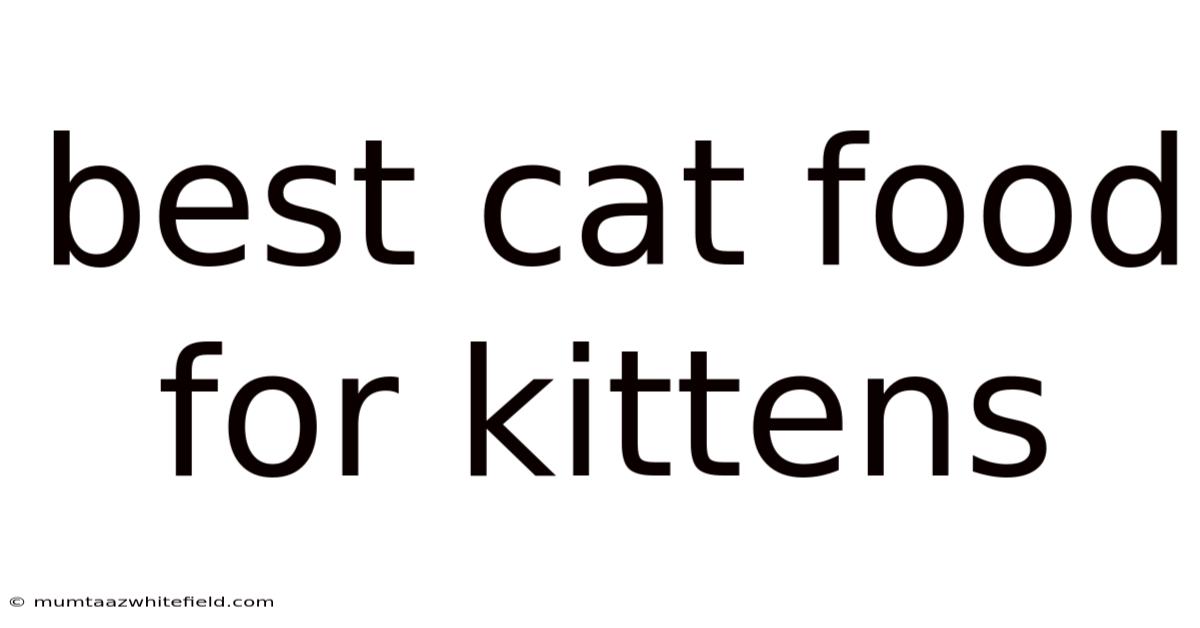 Best Cat Food For Kittens