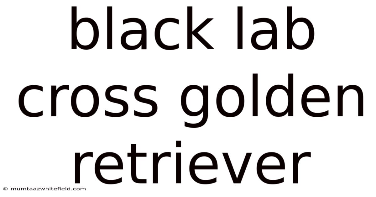 Black Lab Cross Golden Retriever