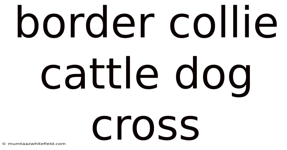 Border Collie Cattle Dog Cross