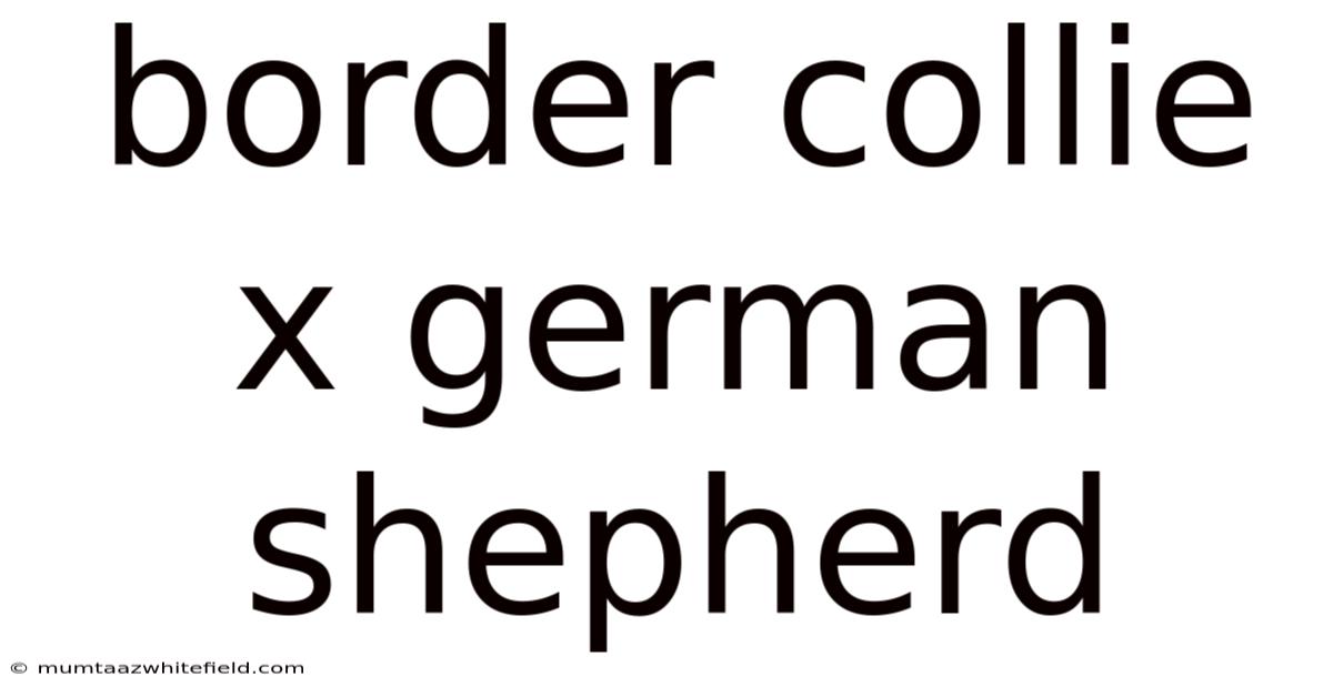 Border Collie X German Shepherd