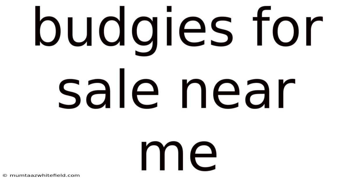 Budgies For Sale Near Me