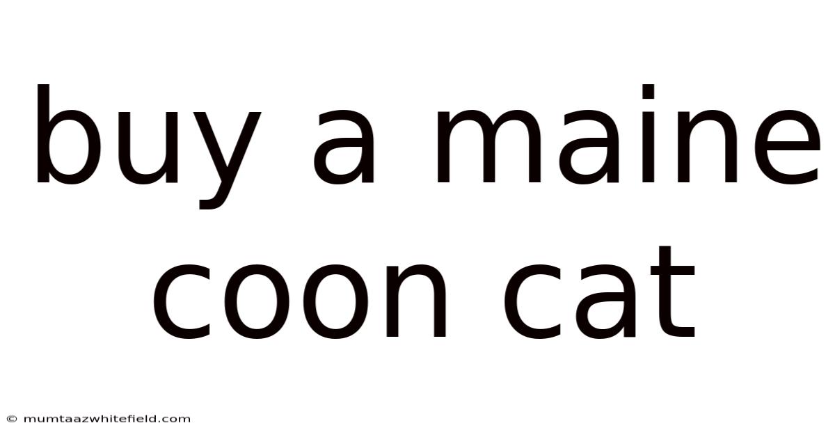 Buy A Maine Coon Cat