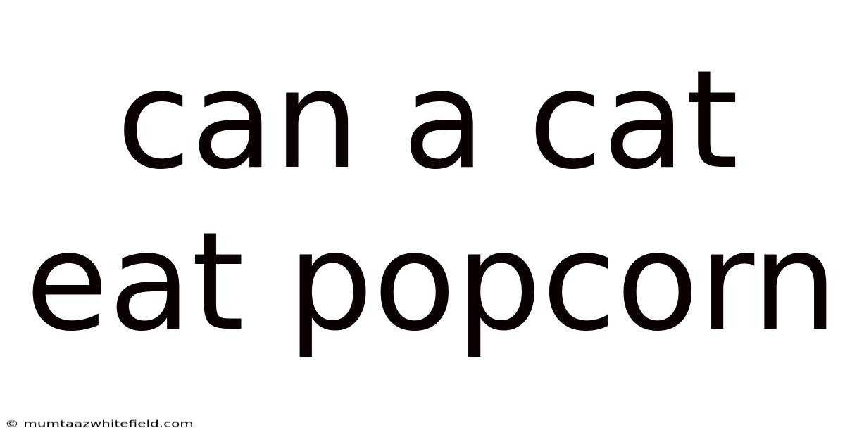 Can A Cat Eat Popcorn