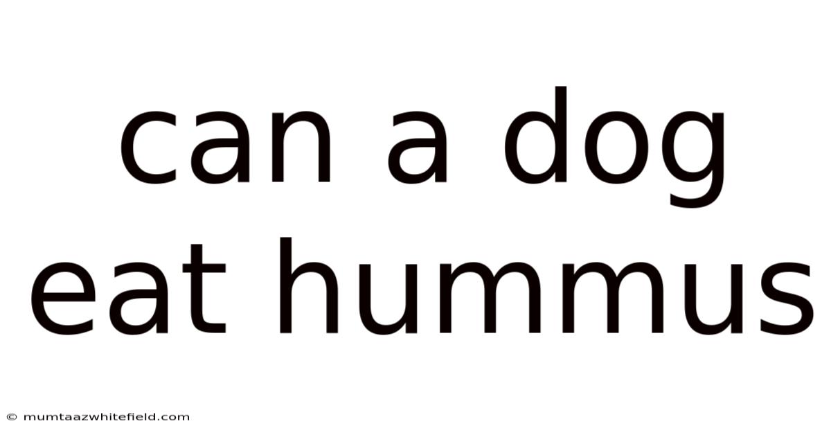 Can A Dog Eat Hummus