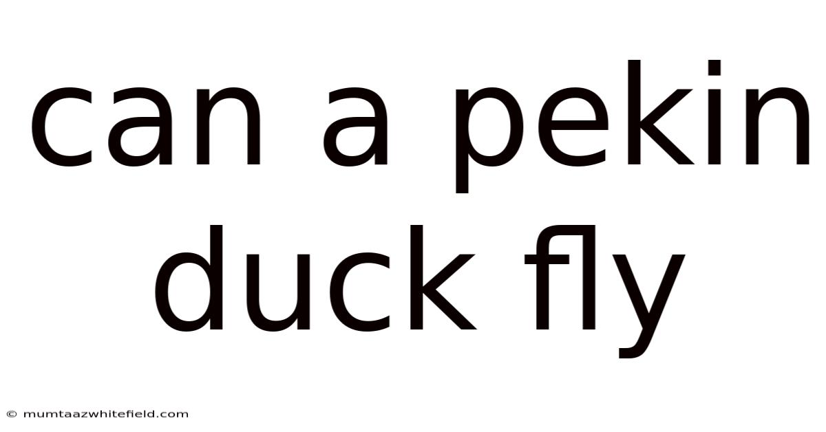 Can A Pekin Duck Fly
