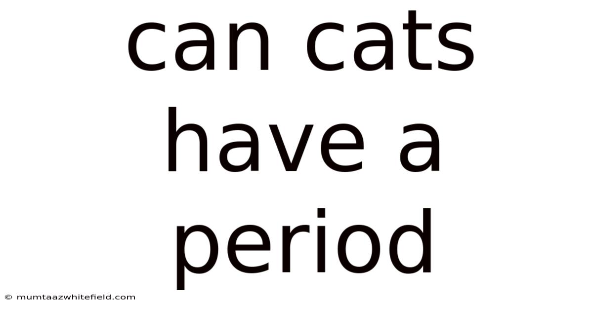 Can Cats Have A Period