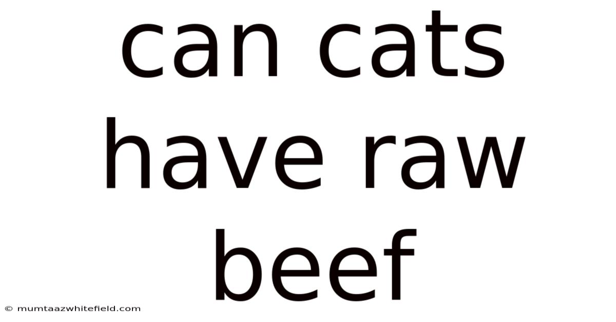 Can Cats Have Raw Beef