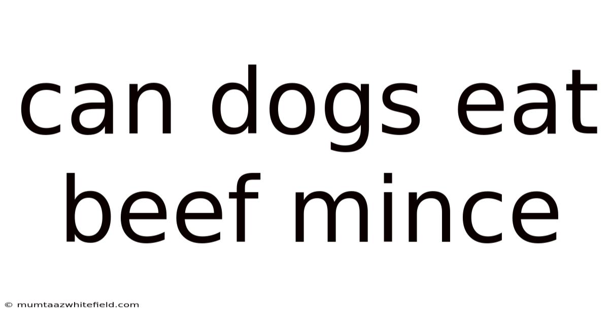 Can Dogs Eat Beef Mince