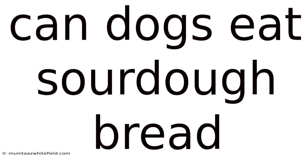 Can Dogs Eat Sourdough Bread