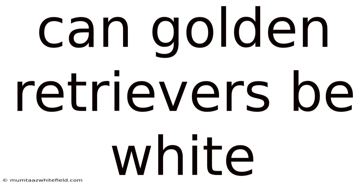 Can Golden Retrievers Be White