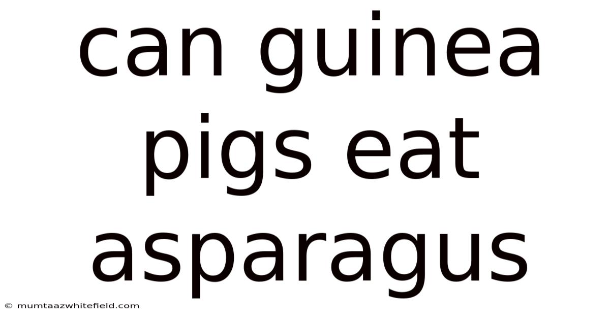 Can Guinea Pigs Eat Asparagus