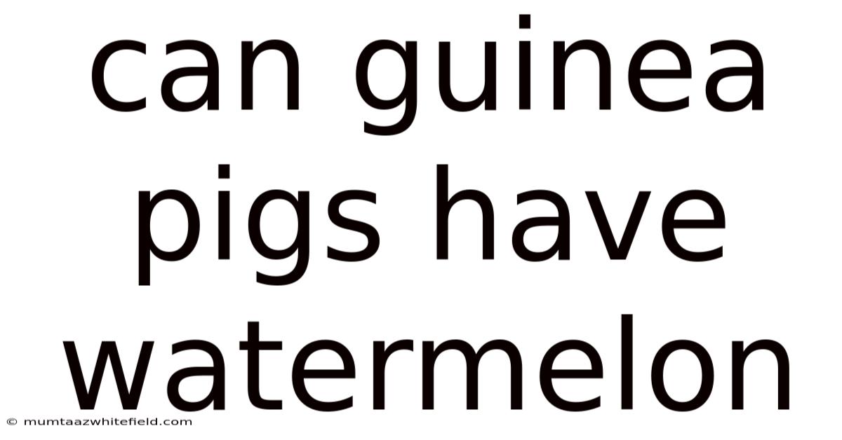 Can Guinea Pigs Have Watermelon