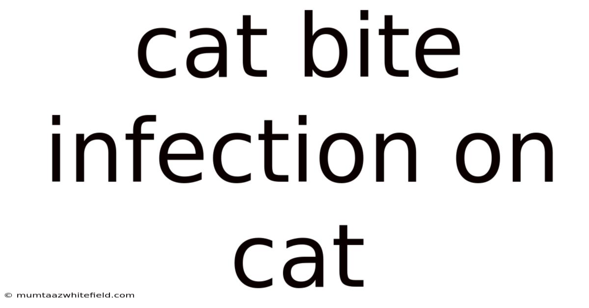 Cat Bite Infection On Cat