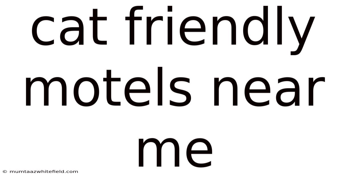 Cat Friendly Motels Near Me
