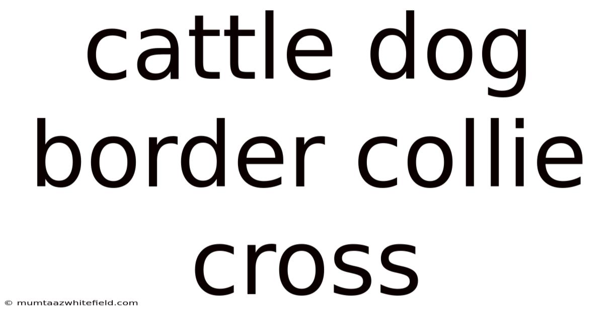 Cattle Dog Border Collie Cross