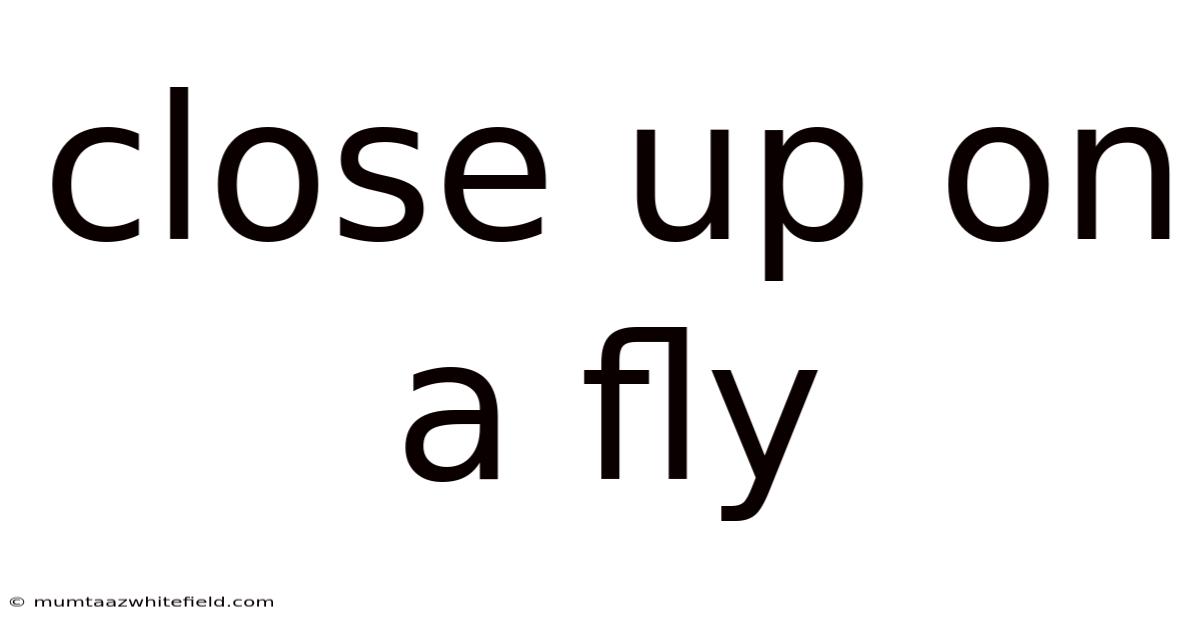 Close Up On A Fly