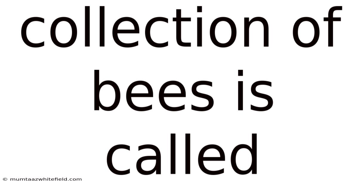 Collection Of Bees Is Called