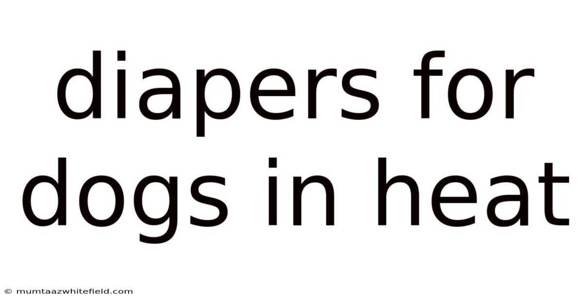 Diapers For Dogs In Heat