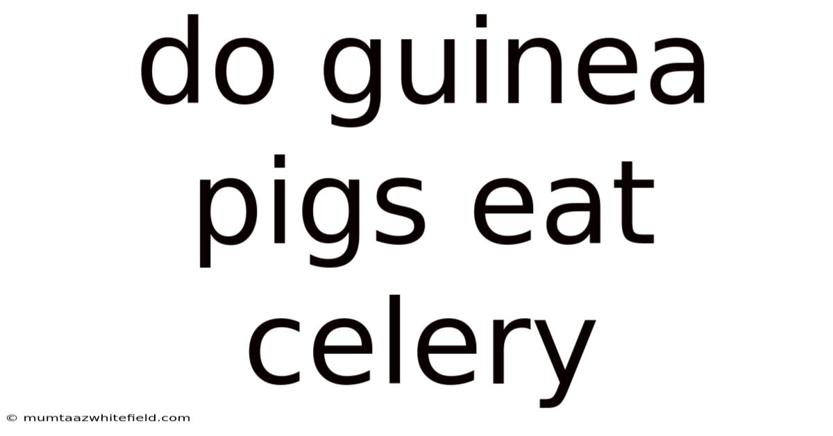 Do Guinea Pigs Eat Celery