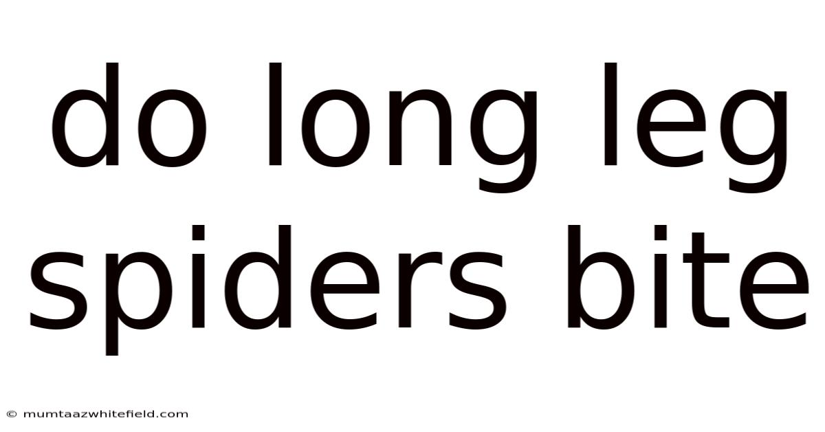 Do Long Leg Spiders Bite