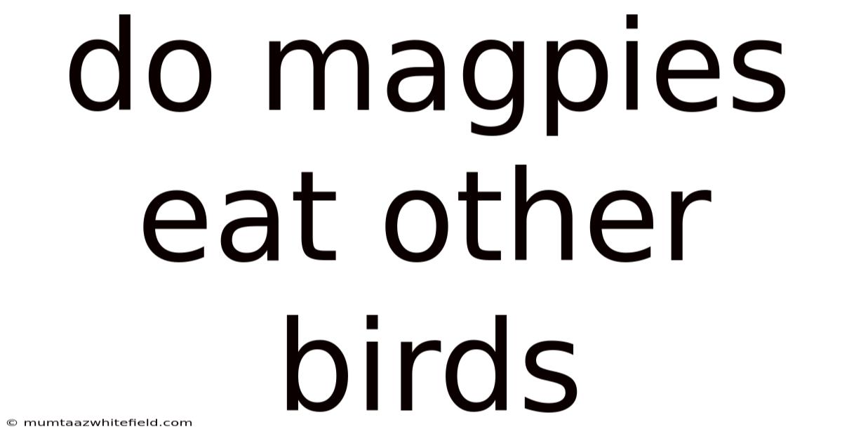 Do Magpies Eat Other Birds