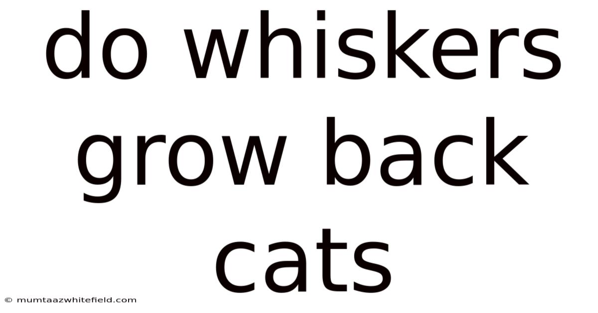 Do Whiskers Grow Back Cats