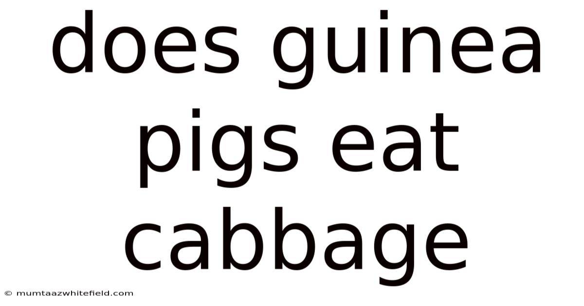 Does Guinea Pigs Eat Cabbage
