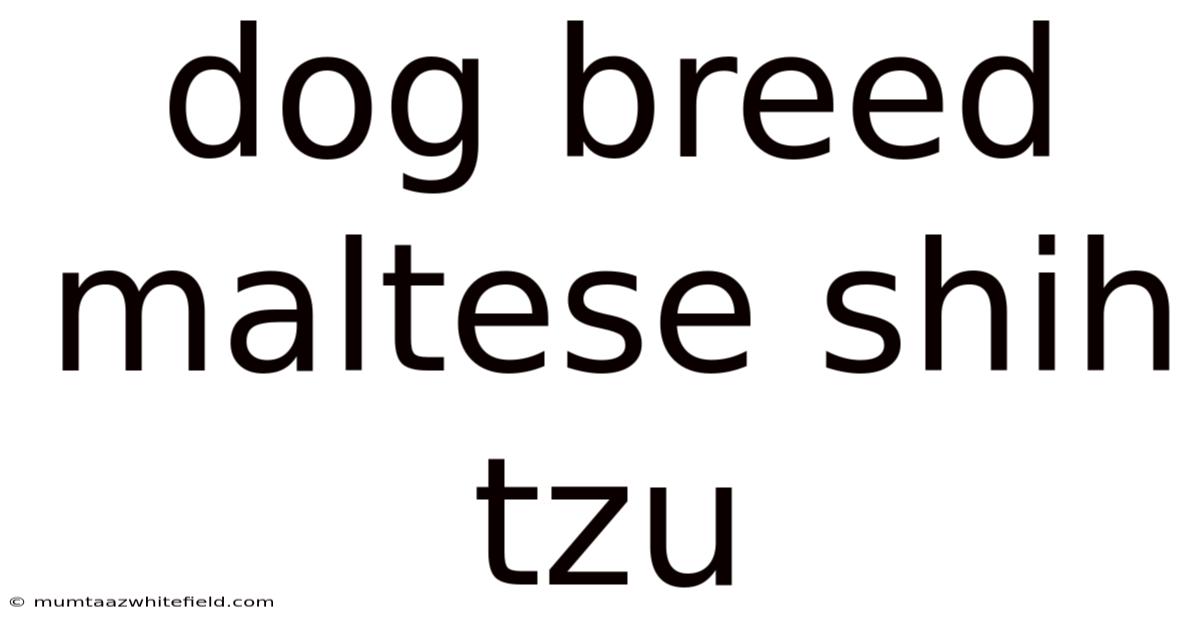 Dog Breed Maltese Shih Tzu