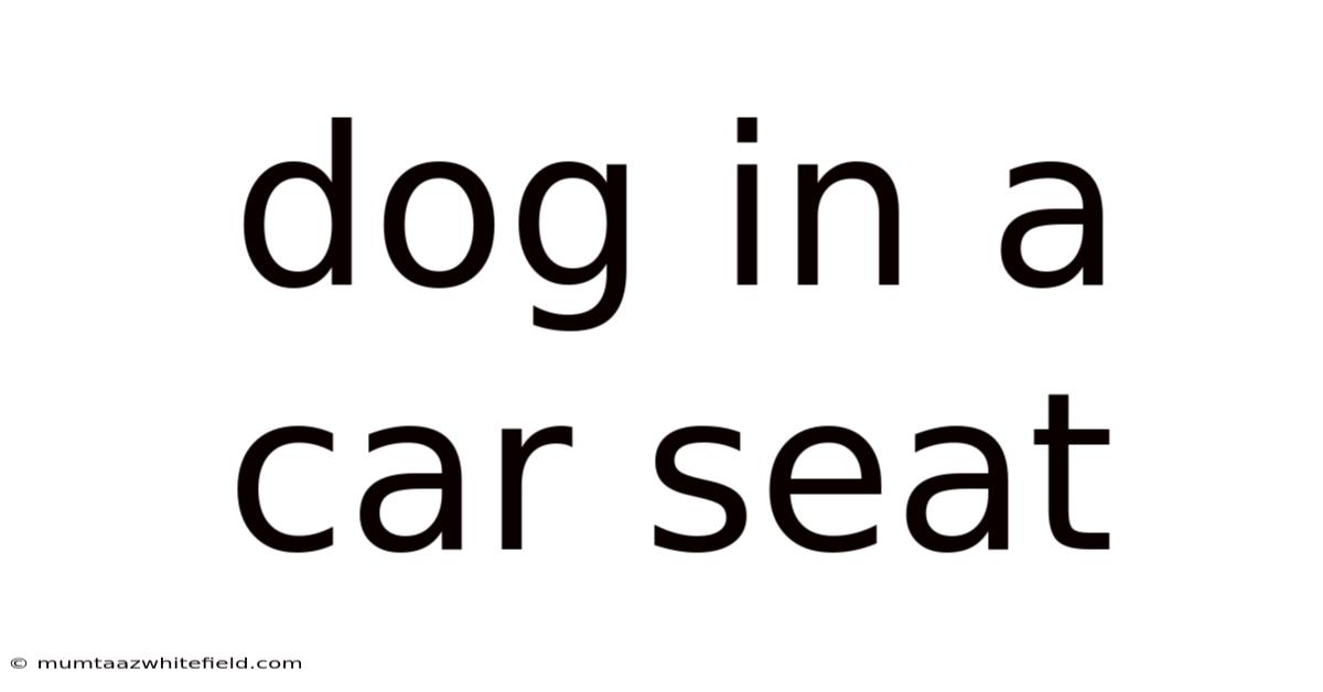 Dog In A Car Seat
