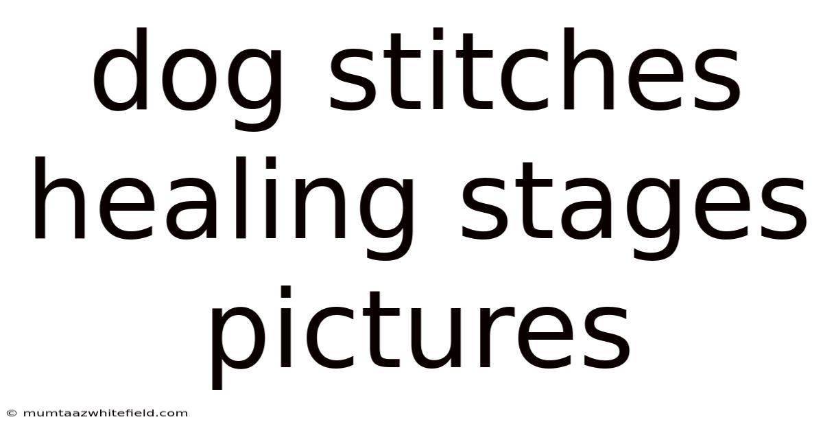 Dog Stitches Healing Stages Pictures