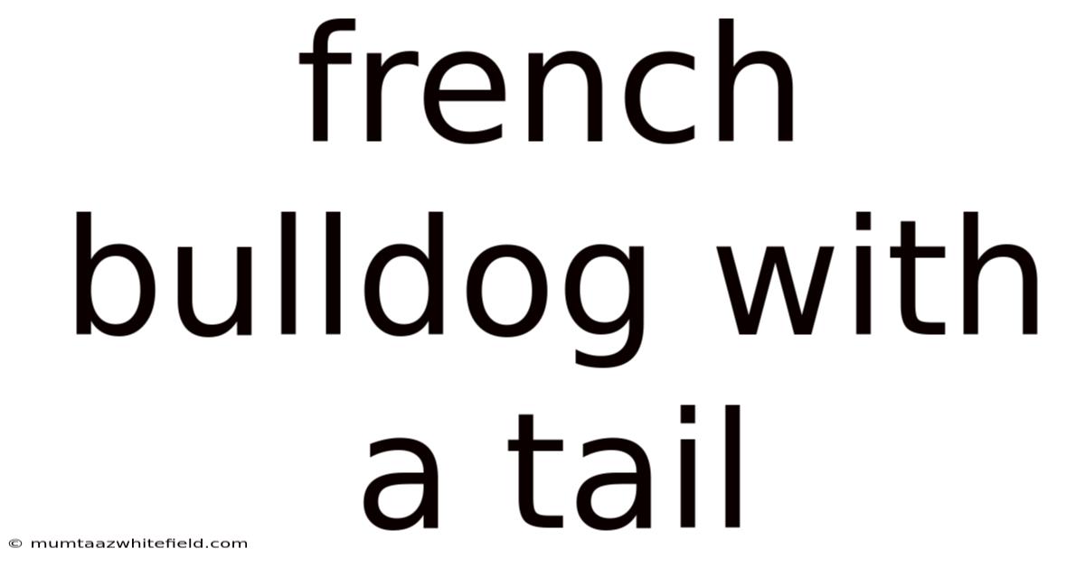 French Bulldog With A Tail
