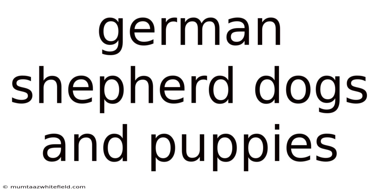 German Shepherd Dogs And Puppies
