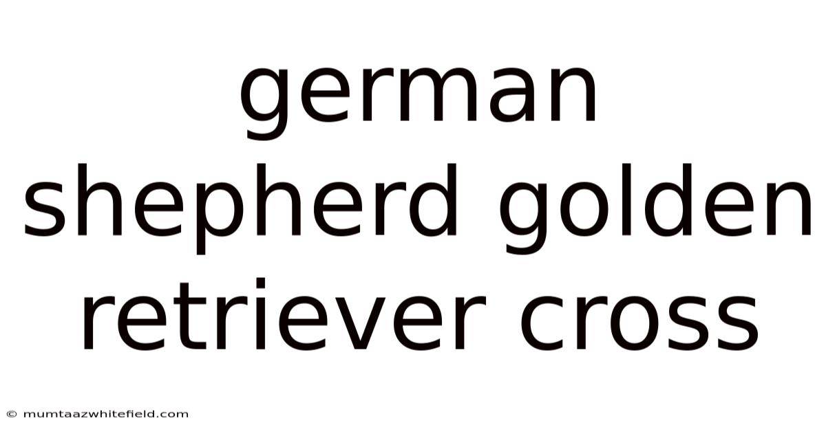 German Shepherd Golden Retriever Cross