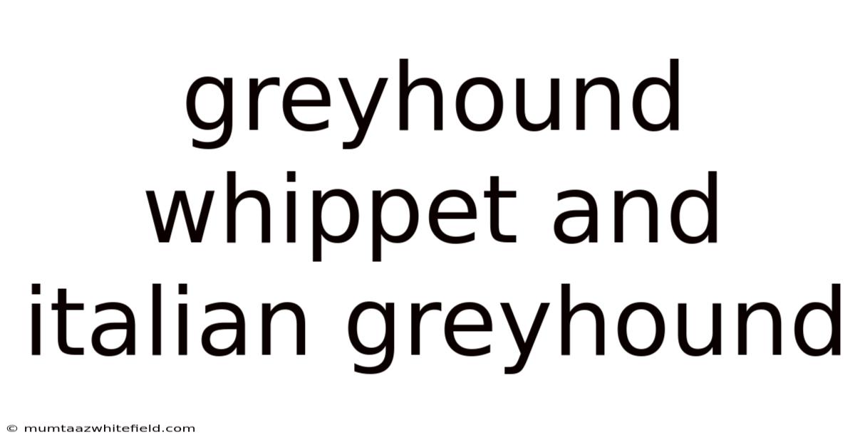 Greyhound Whippet And Italian Greyhound