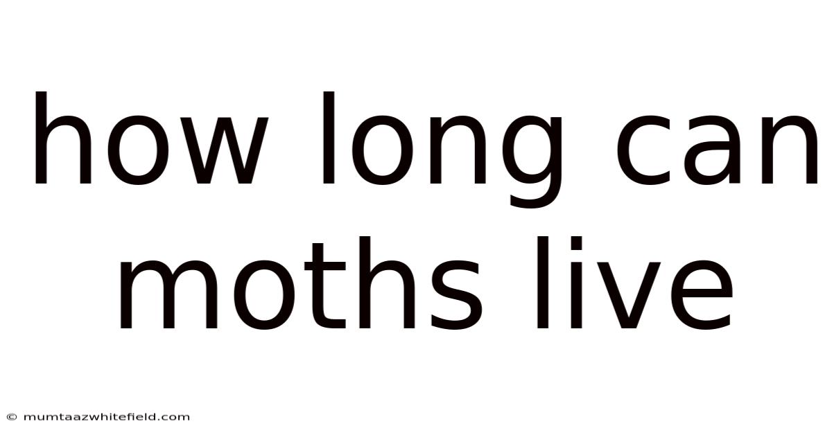 How Long Can Moths Live