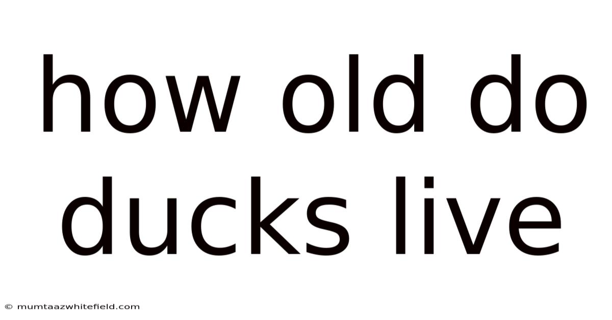 How Old Do Ducks Live