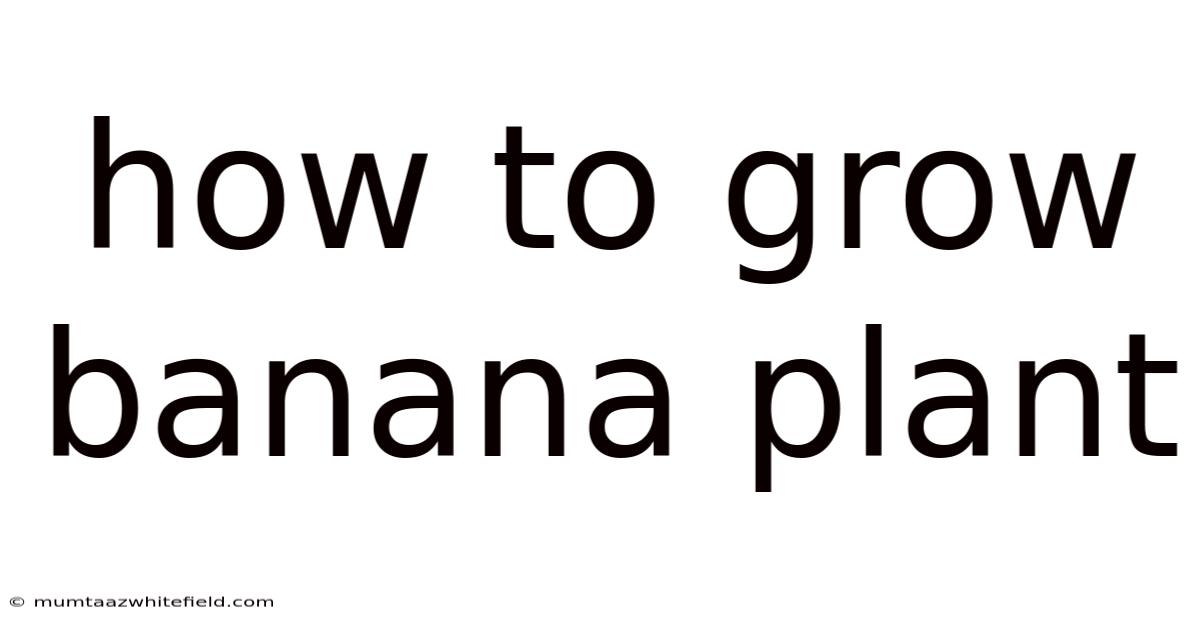 How To Grow Banana Plant