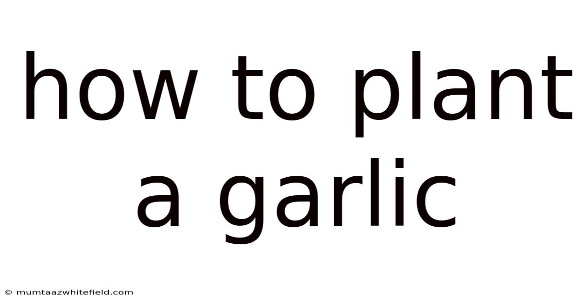 How To Plant A Garlic
