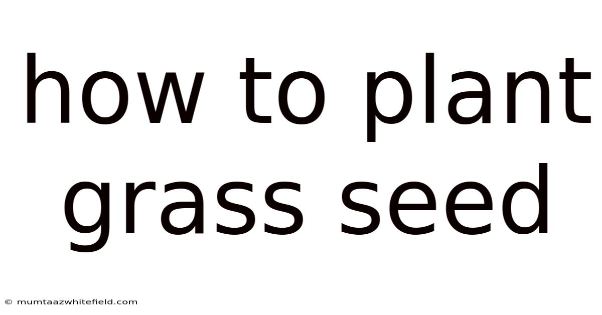 How To Plant Grass Seed