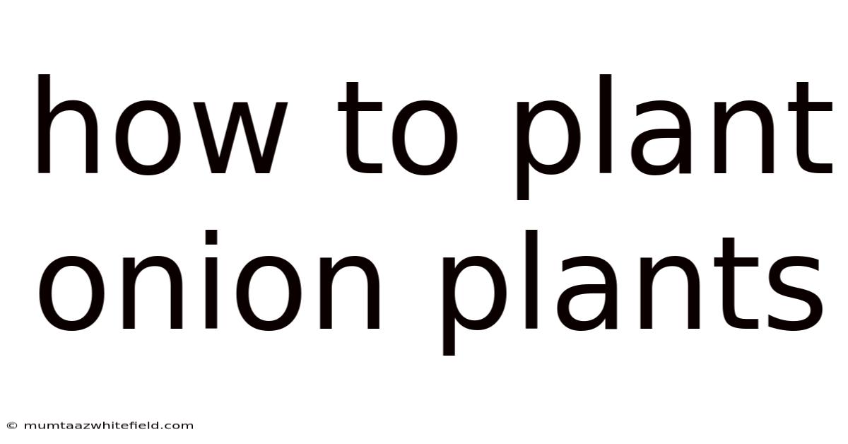 How To Plant Onion Plants