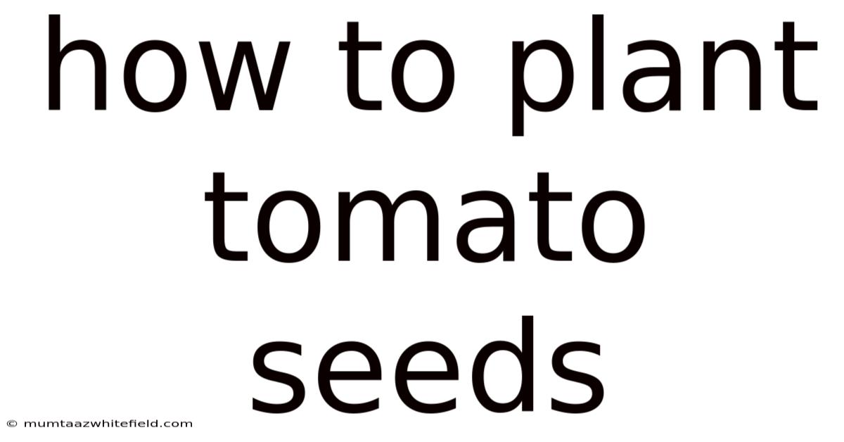 How To Plant Tomato Seeds