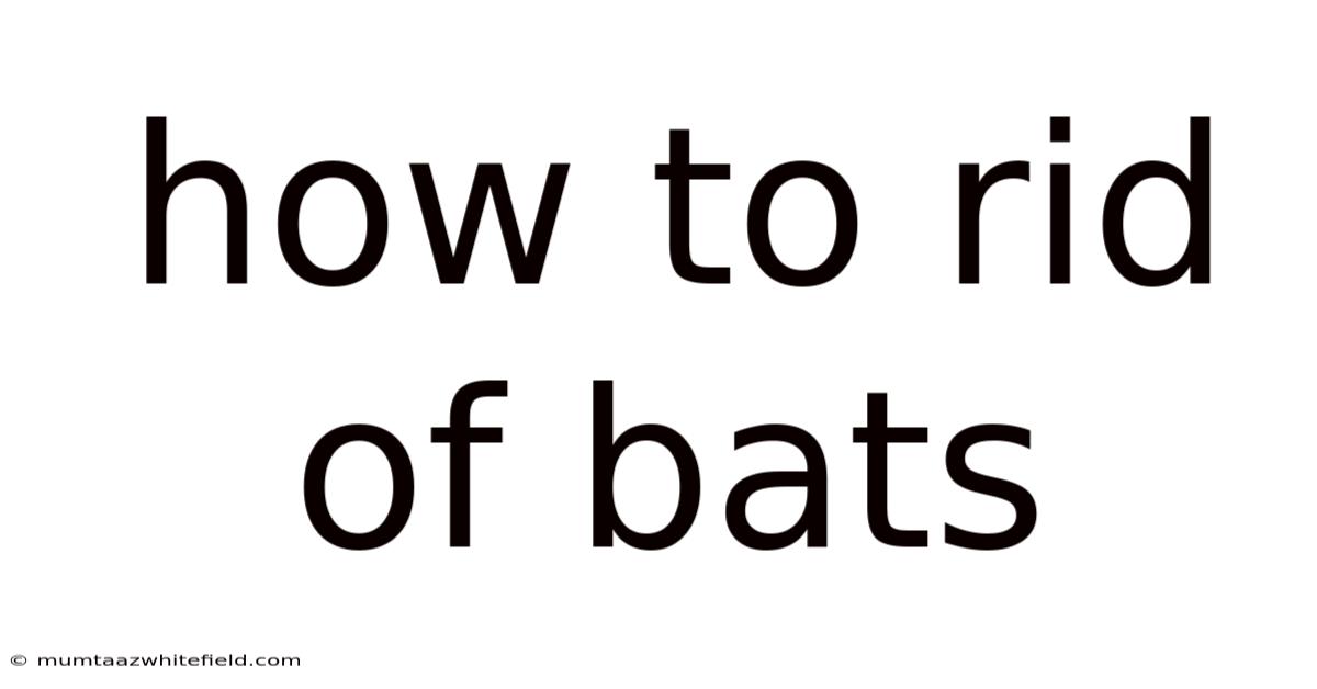How To Rid Of Bats