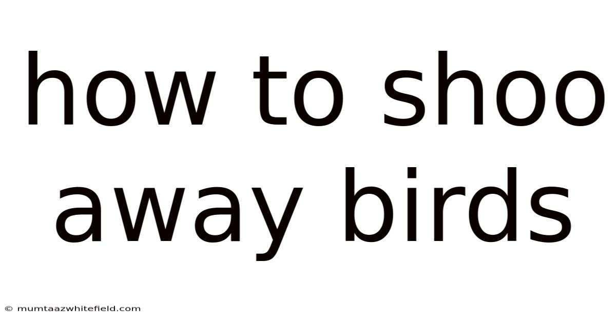 How To Shoo Away Birds