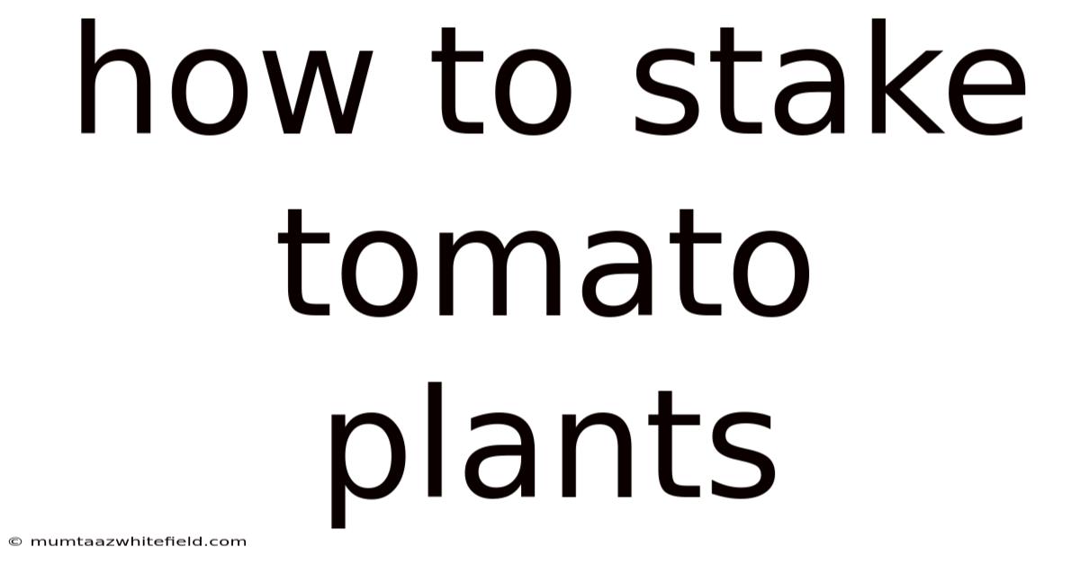 How To Stake Tomato Plants