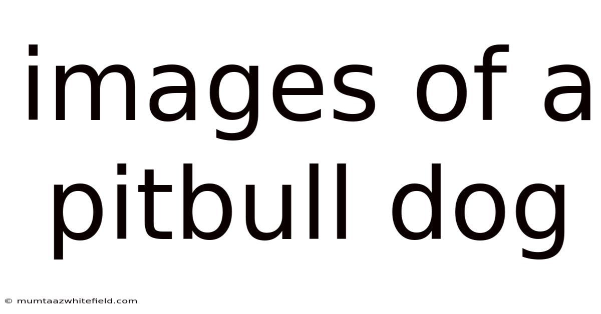 Images Of A Pitbull Dog