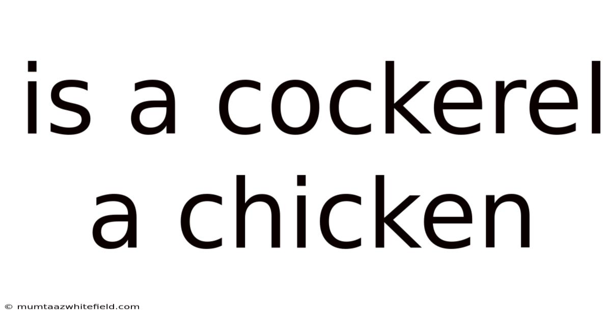 Is A Cockerel A Chicken